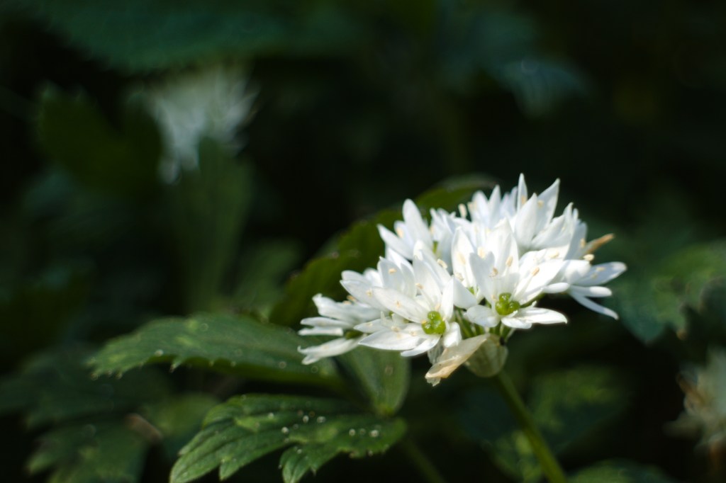 Wild garlic (Allium ursinum), Musselburgh