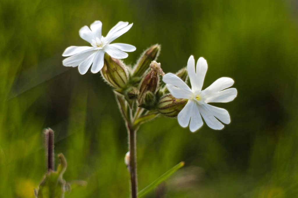 White campion (Silene latifolia), Musselburgh
