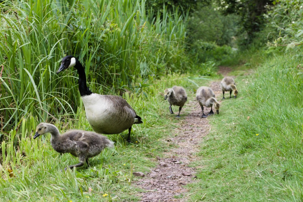 Canada goose and goslings, Duddingston Loch