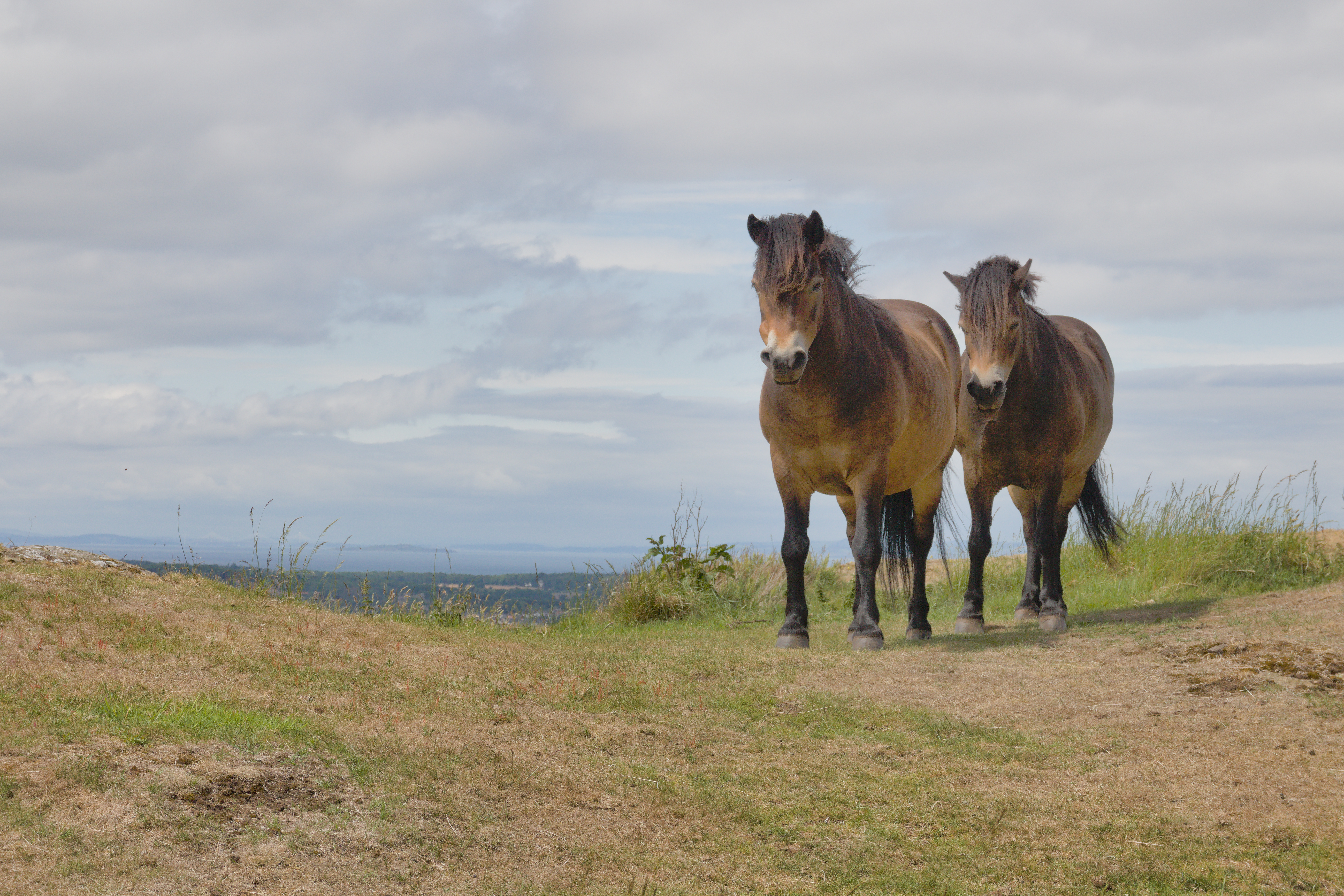 North Berwick Law ponies