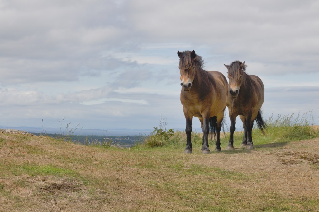 North Berwick Law ponies