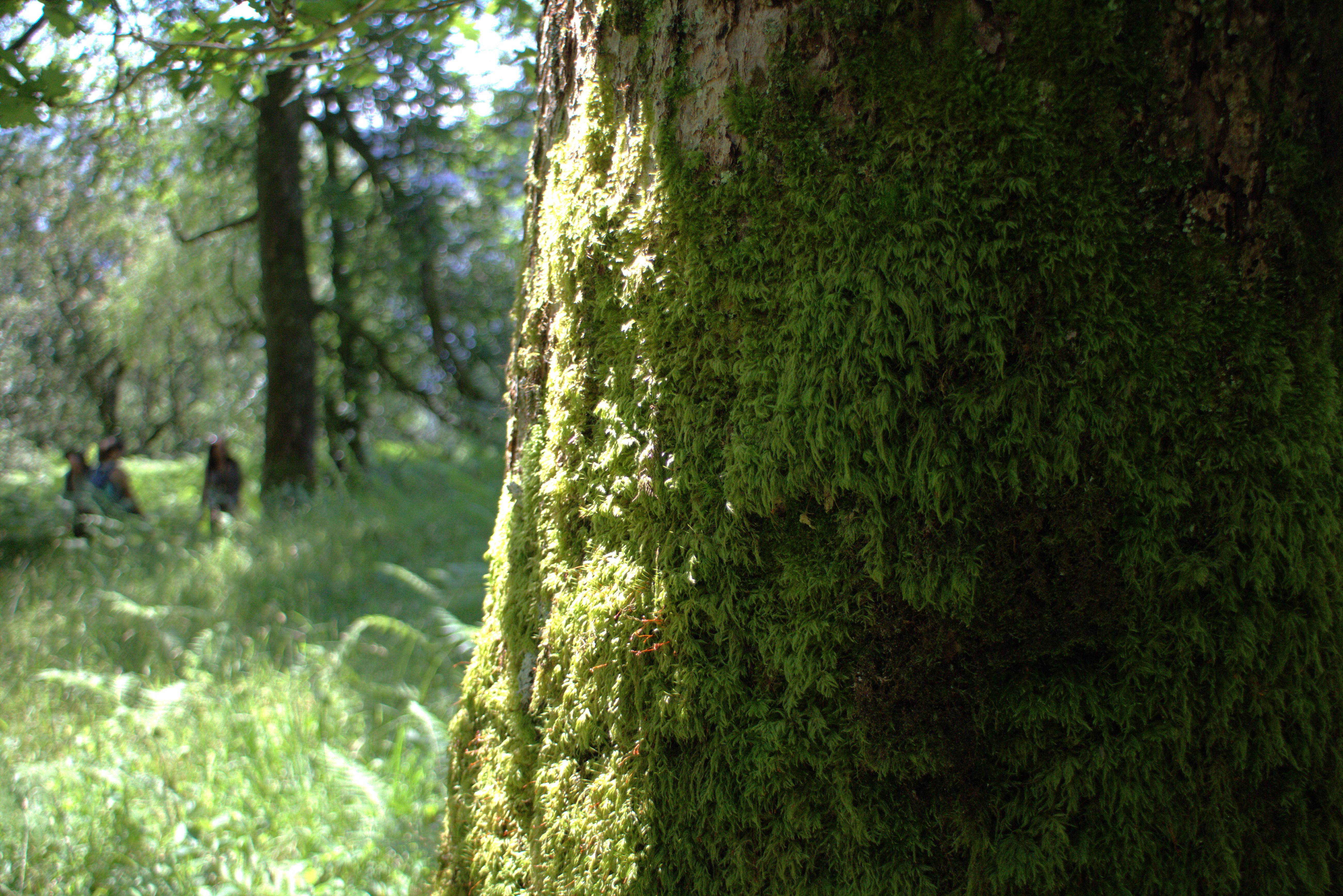 Scotland’s rainforest – Inversnaid